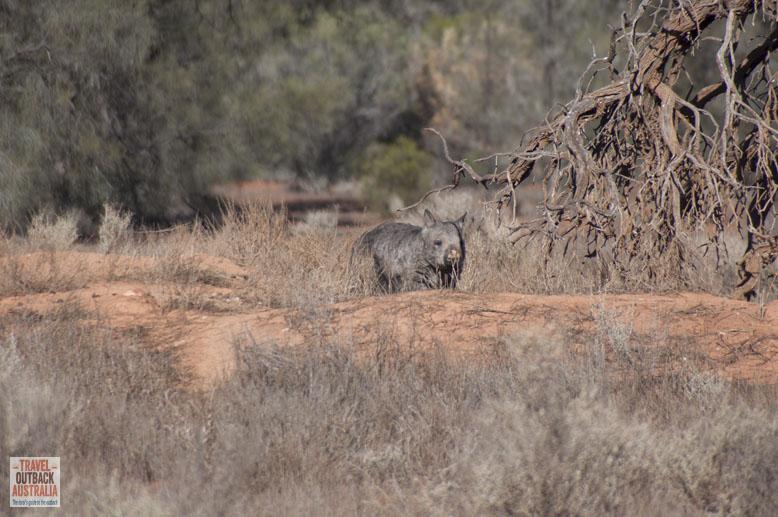 Wombat, Gawler Ranges, South Australia